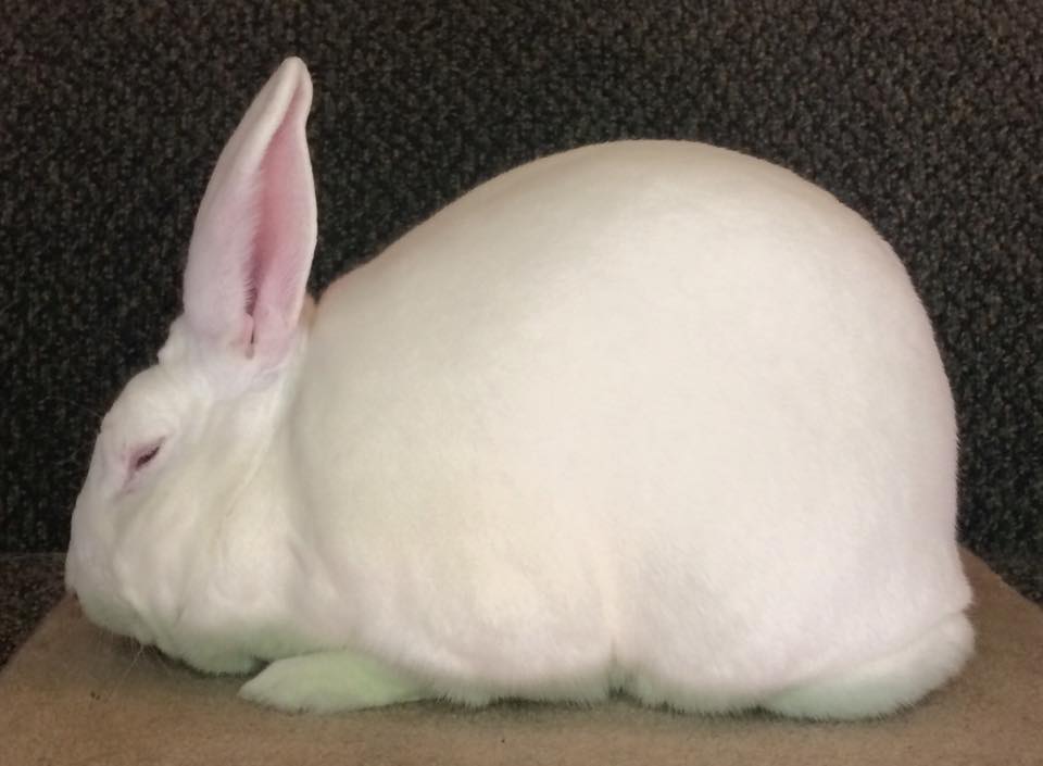 Pure type. Powerful body. Classic show-winning white with ruby eyes.