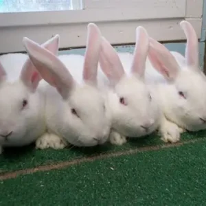 Beginner Meat Rabbit Guide (Free Download)