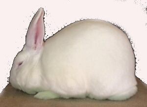 New Zealand White Rabbits, New Zealand Rabbits, White Rabbit, Meat Rabbits, Homesteading Rabbits, Show NZW Rabbits 