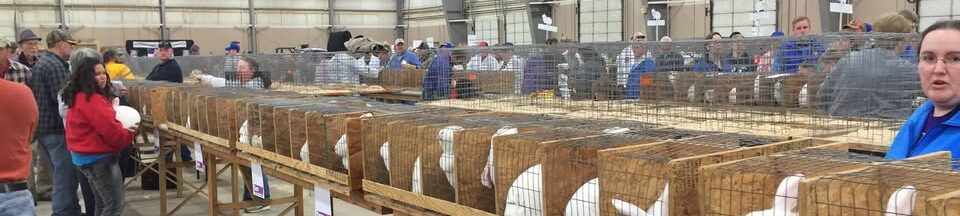 New Zealand White Rabbits, New Zealand Rabbits, White Rabbit, Meat Rabbits, Homesteading Rabbits, Show NZW Rabbits 